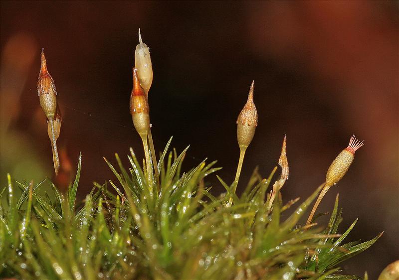 Ptychomitrium polyphyllum (door Jan Kersten)