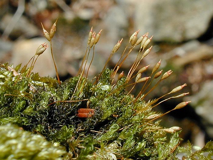 Ptychomitrium polyphyllum (door Michael Lueth (www.milueth.de))