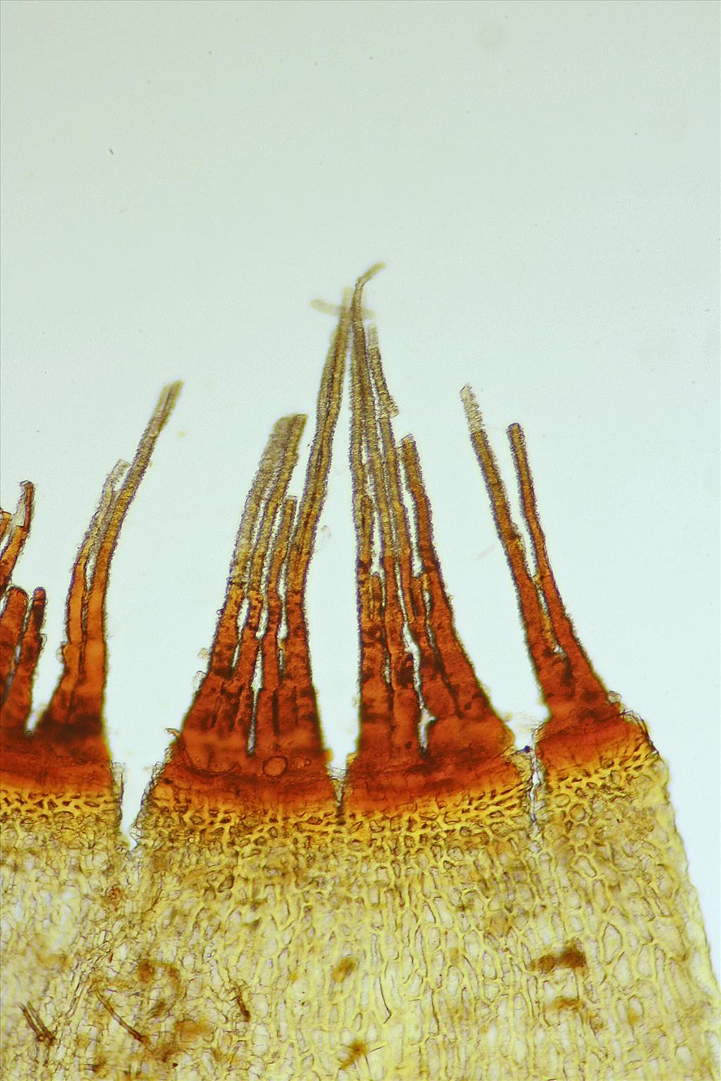 Ptychomitrium polyphyllum (door Jan Kersten)