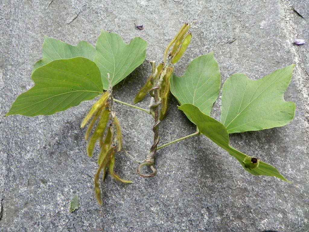 Pueraria lobata (door Johan van Valkenburg)