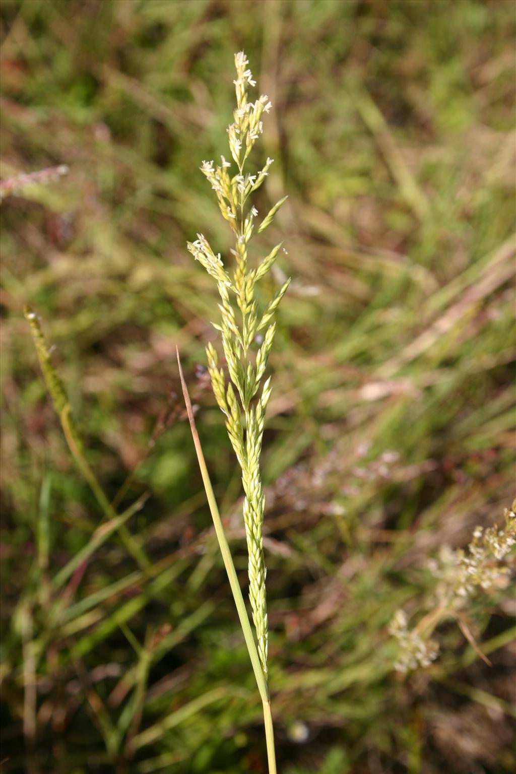 Puccinellia distans subsp. distans (door Niels Jeurink)