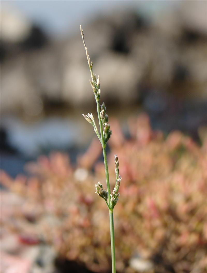 Puccinellia fasciculata (door Adrie van Heerden)