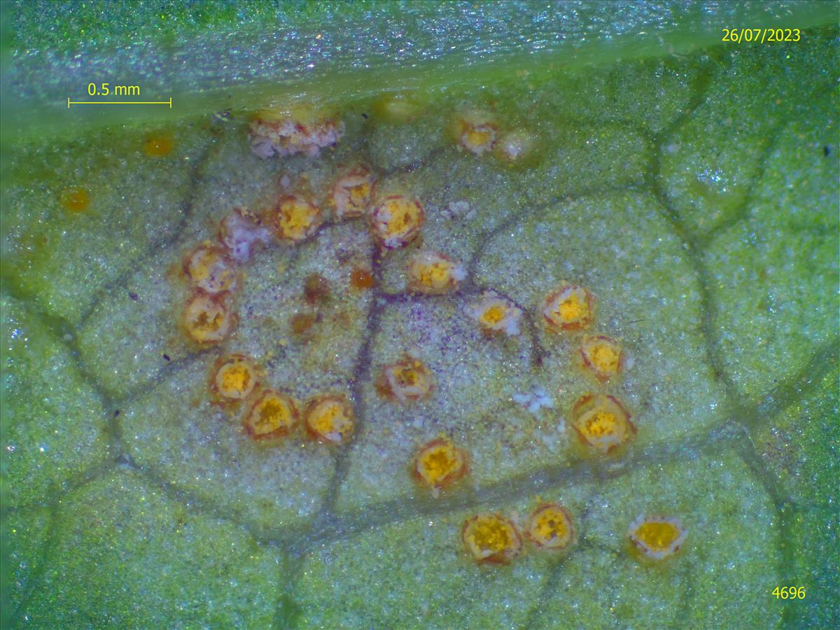 Puccinia convolvuli (door Eduard Osieck)