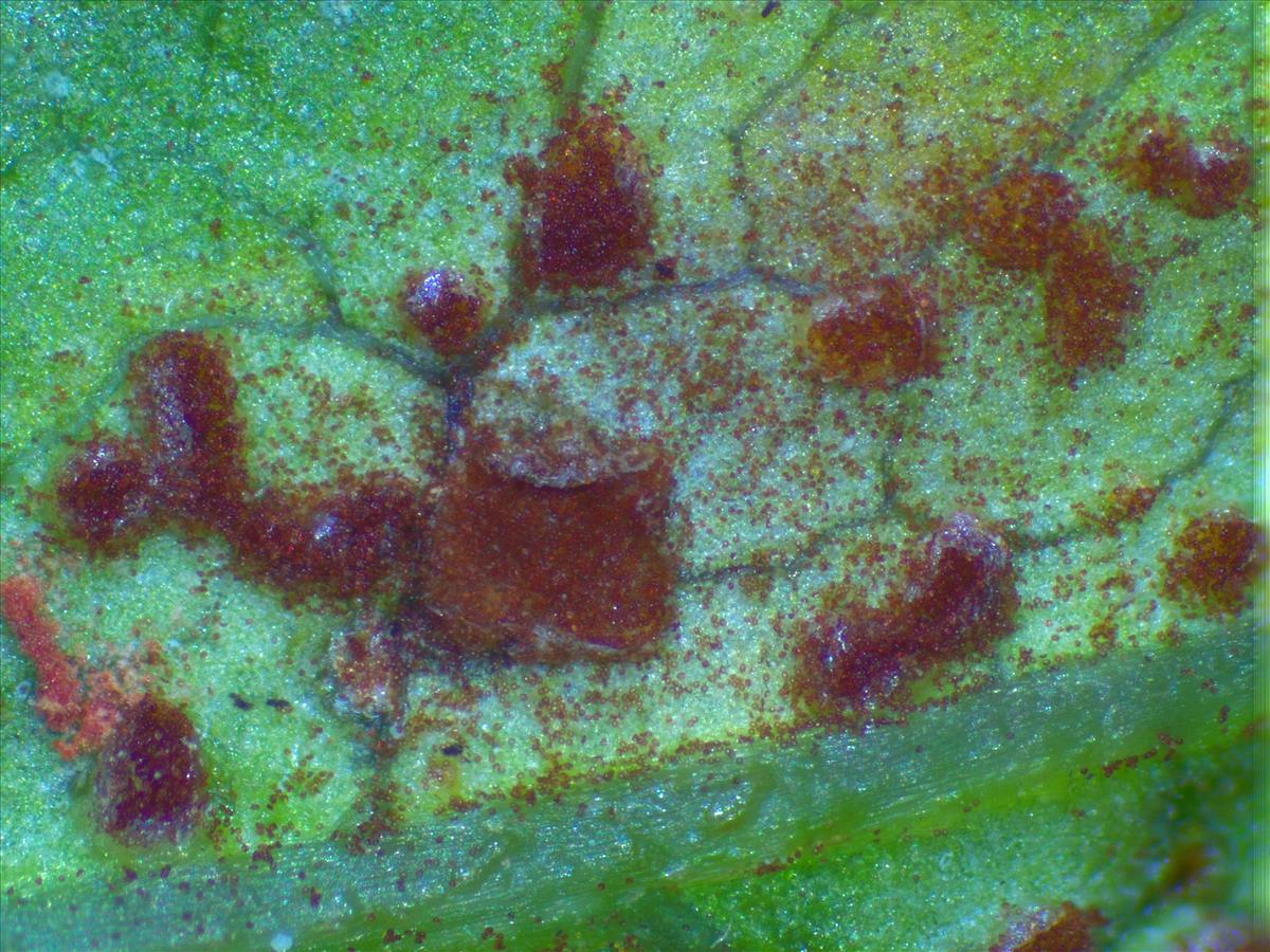 Puccinia convolvuli (door Eduard Osieck)