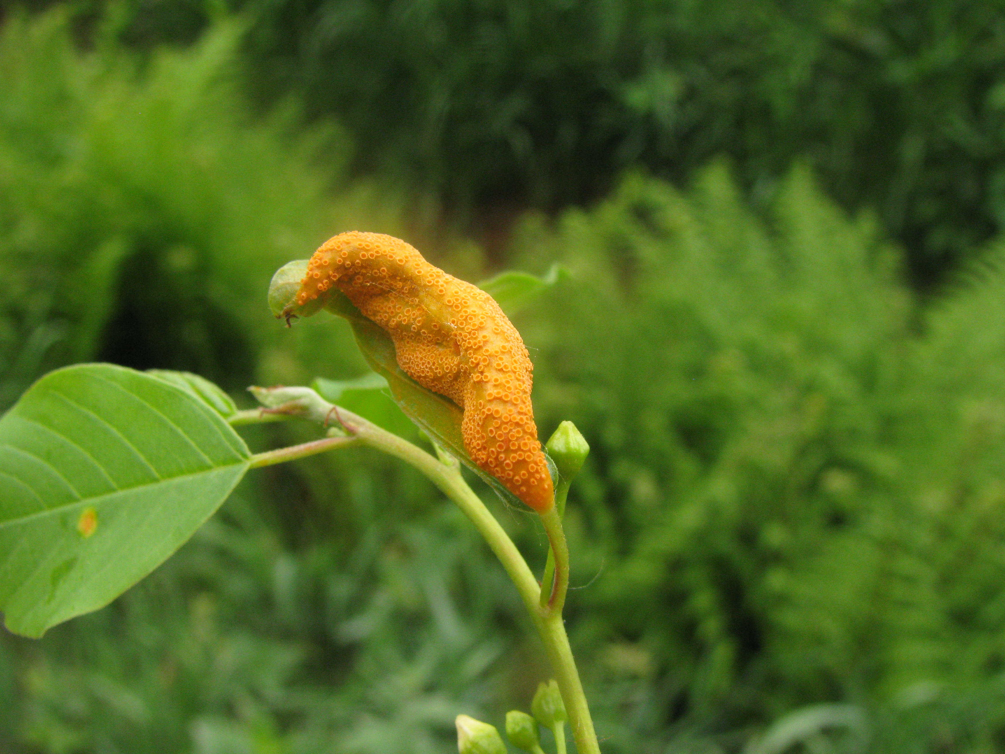 Puccinia coronata (door J.L.J. Wolfs)