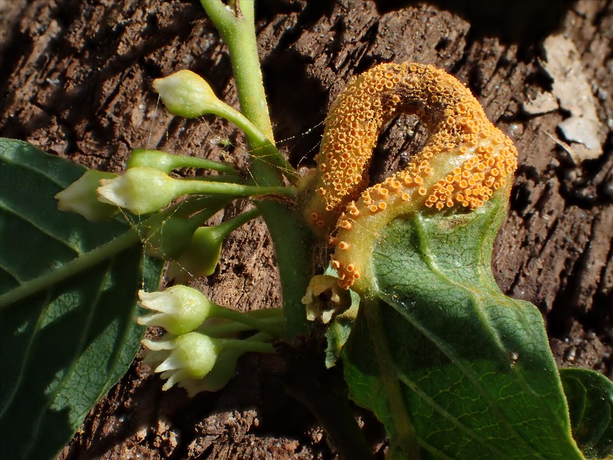 Puccinia coronata (door Leo Jalink)