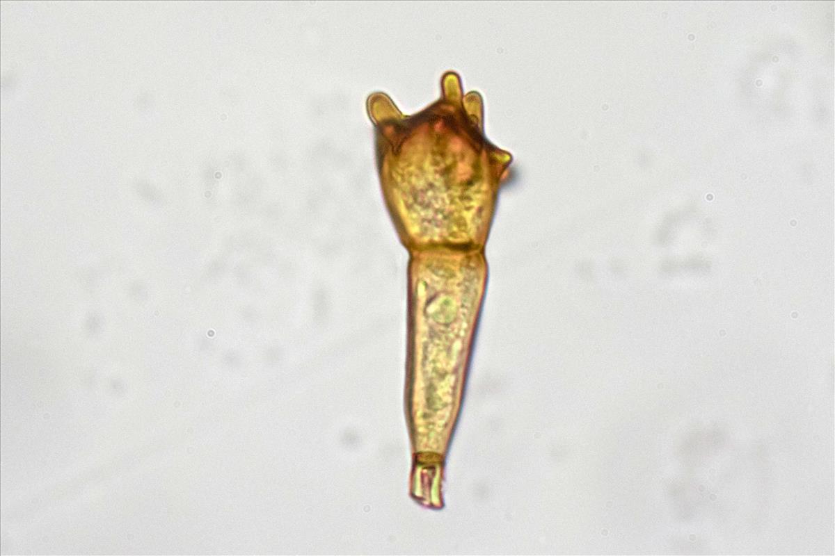 Puccinia coronata (door Menno Boomsluiter)