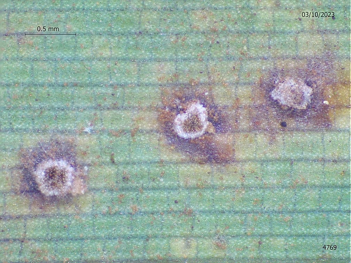 Puccinia longicornis (door Eduard Osieck)