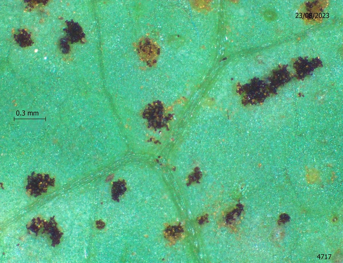 Puccinia maculosa (door Eduard Osieck)