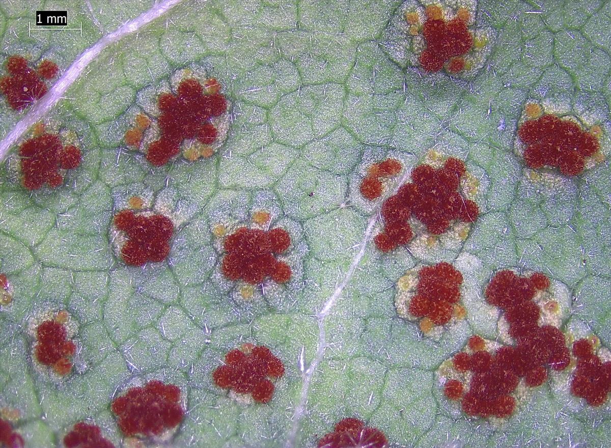 Puccinia malvacearum (door Eduard Osieck)