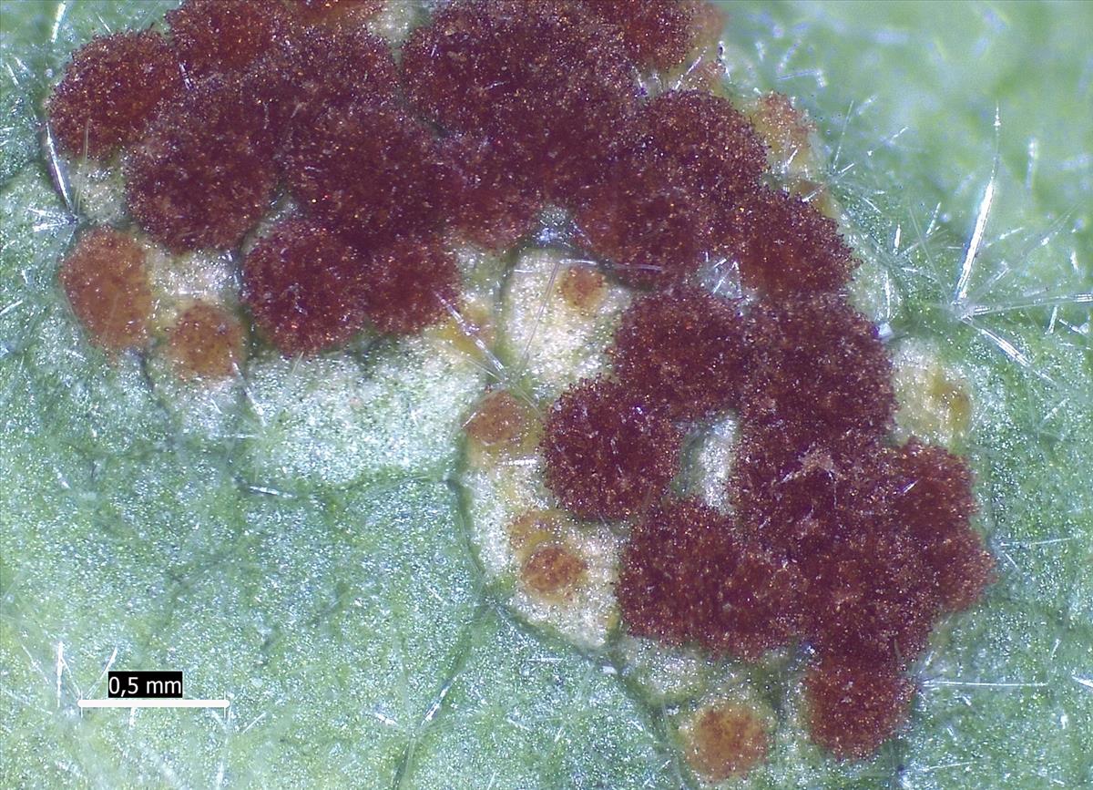 Puccinia malvacearum (door Eduard Osieck)