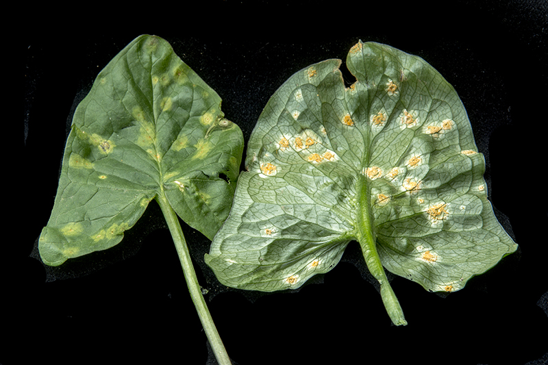 Puccinia sessilis (door Nico Dam)