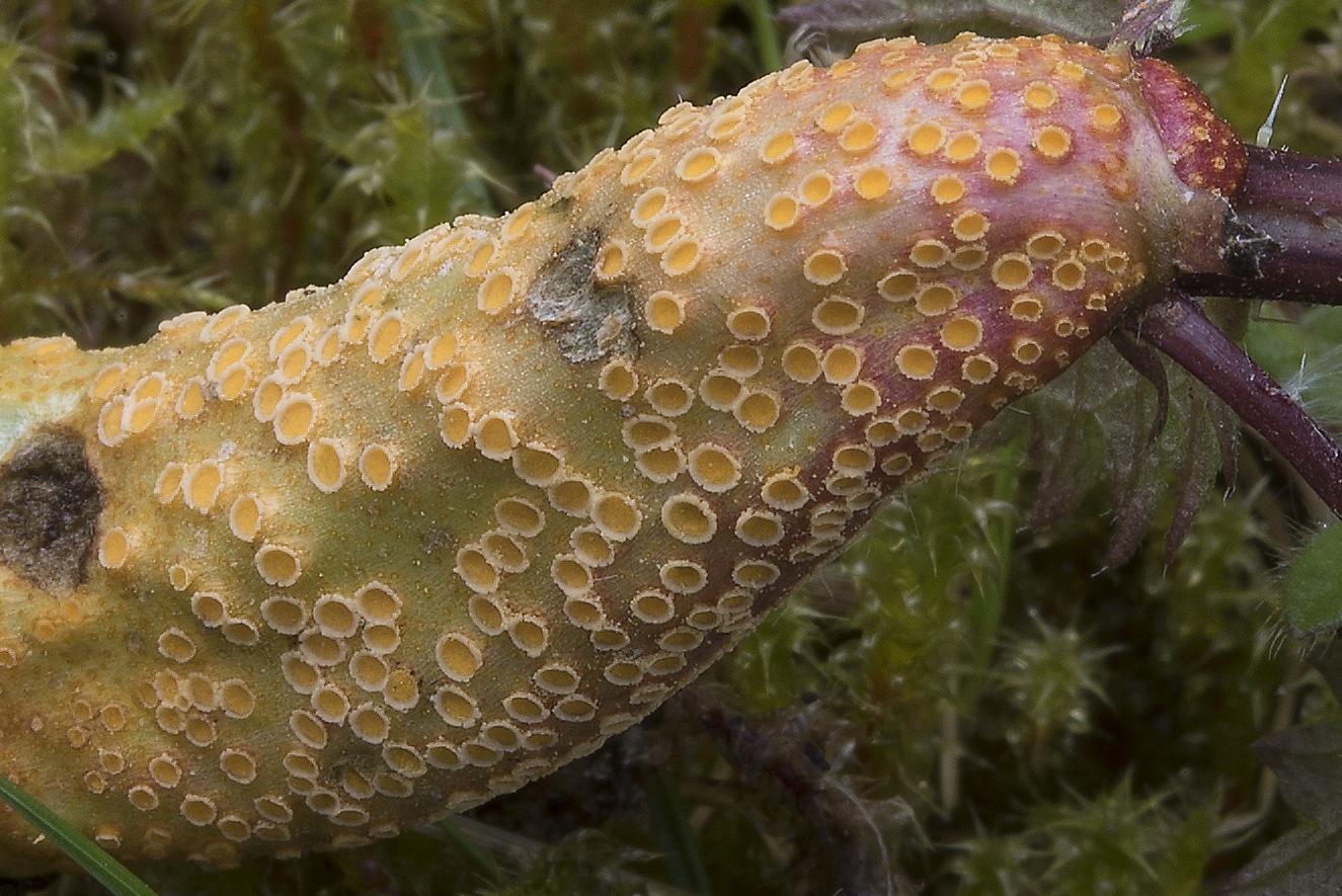 Puccinia urticata (door John den Daas)