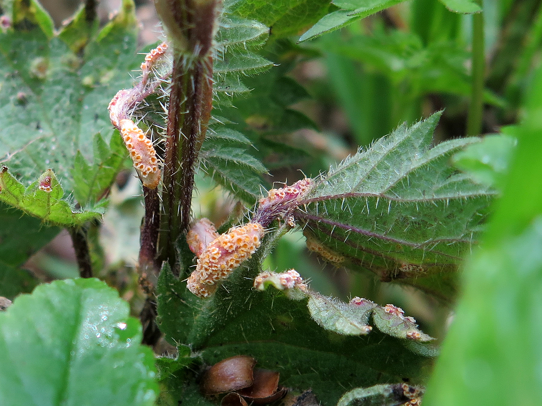 Puccinia urticata (door John den Daas)