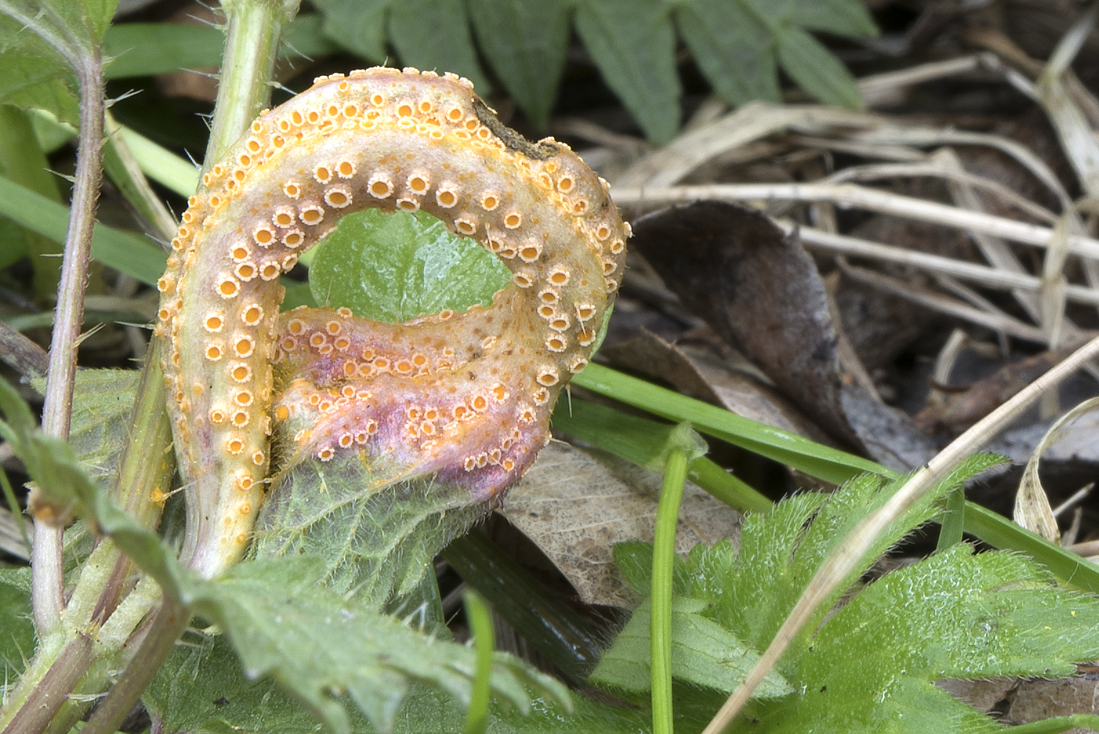 Puccinia urticata (door John den Daas)