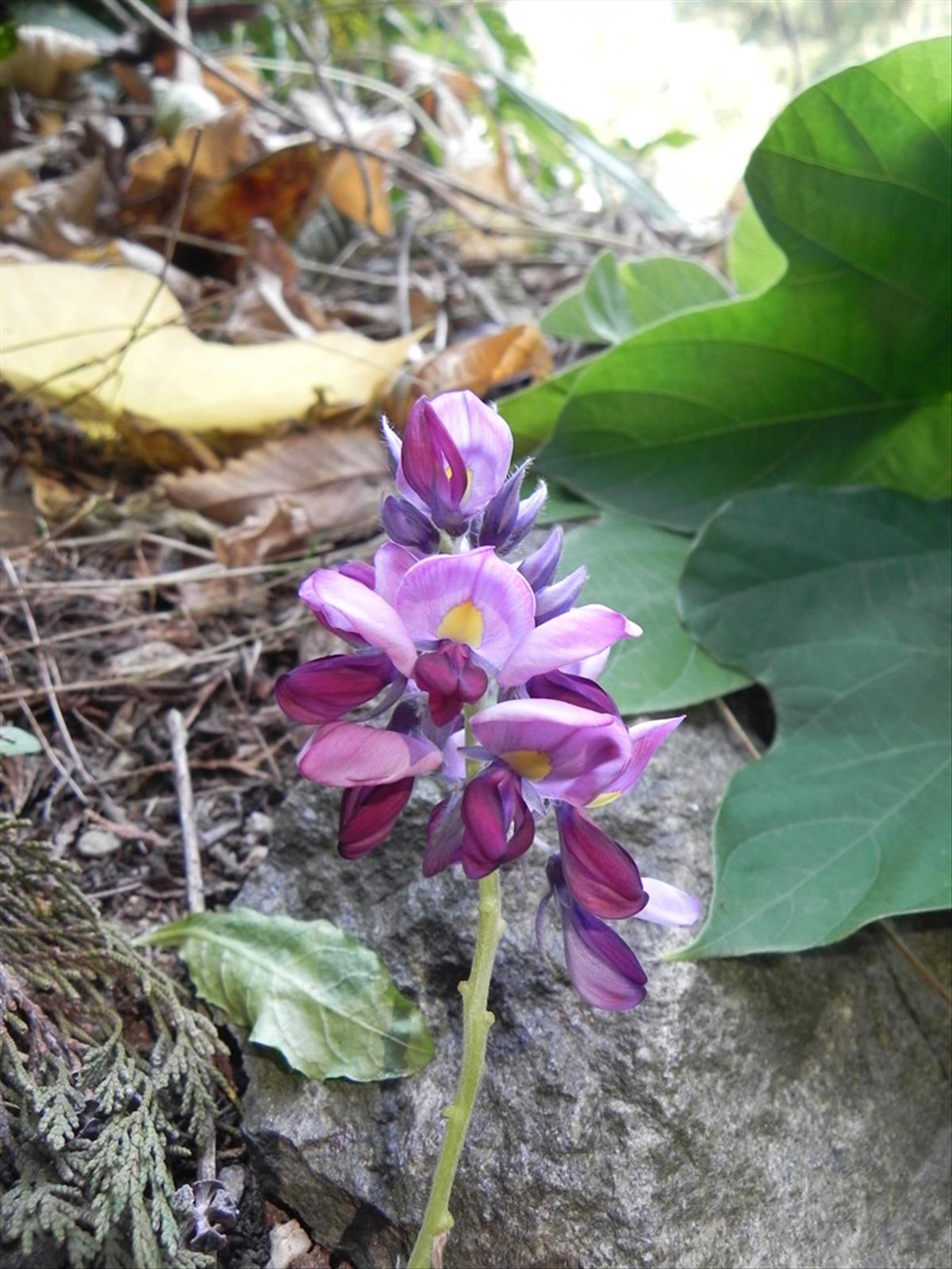 Pueraria lobata (door Johan van Valkenburg)