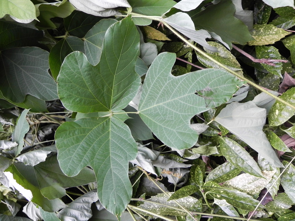 Pueraria lobata (door Johan van Valkenburg)