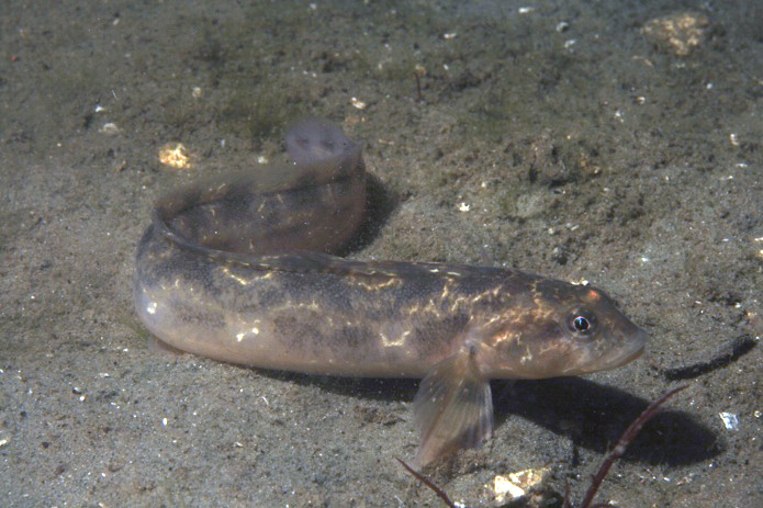 Zoarces viviparus (door Wijnand Vlierhuis)