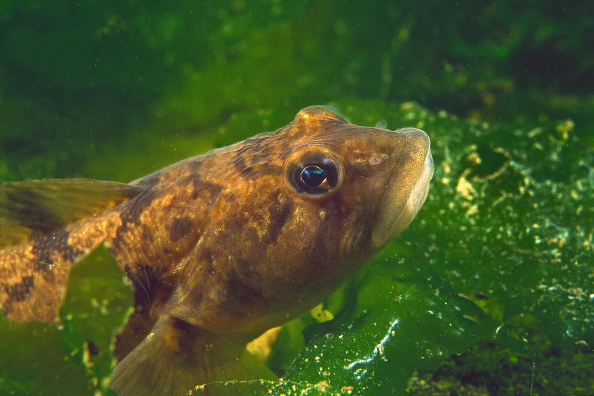 Zoarces viviparus (door Marion Haarsma)