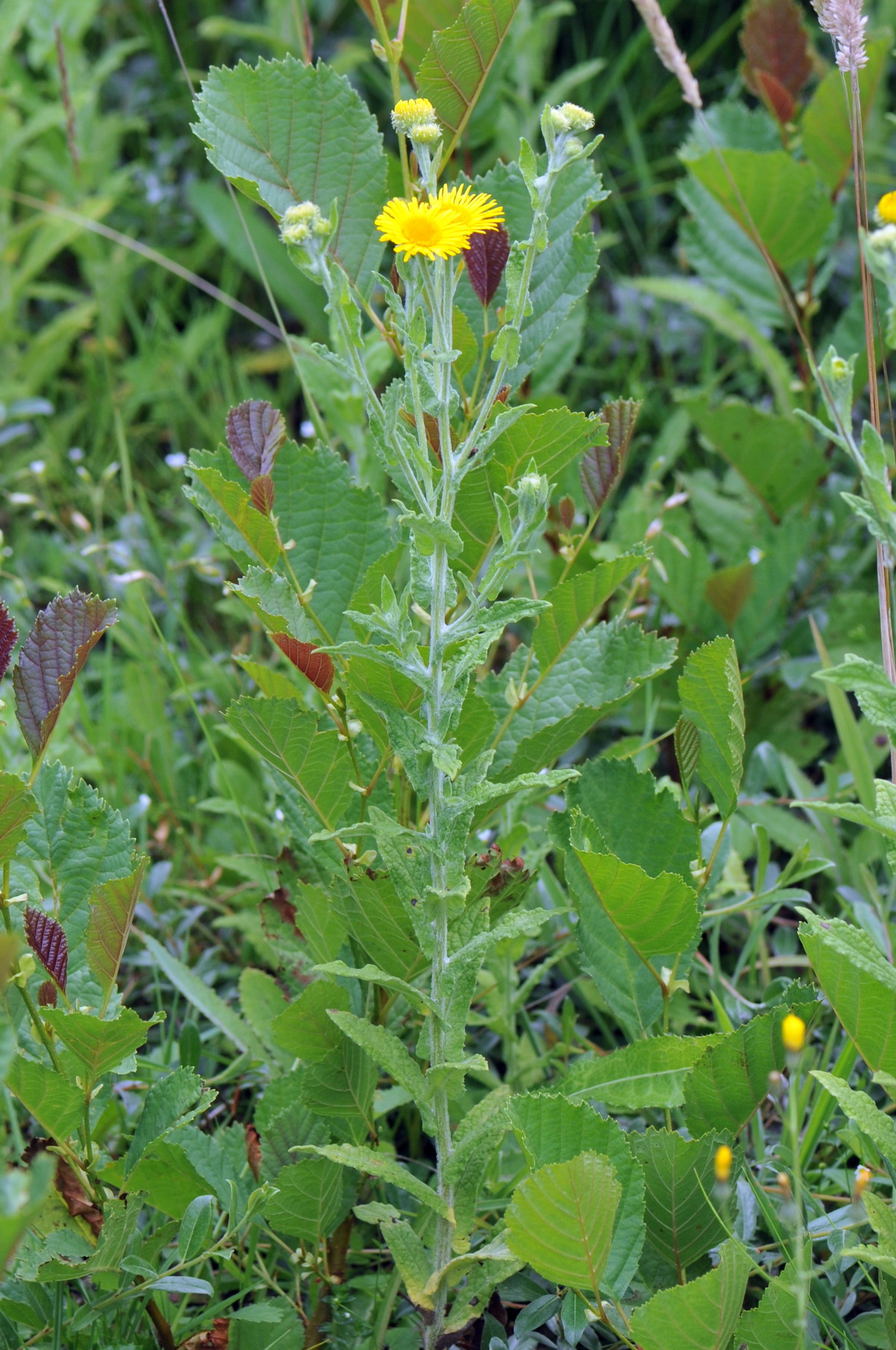 Pulicaria dysenterica (door Hans Toetenel)