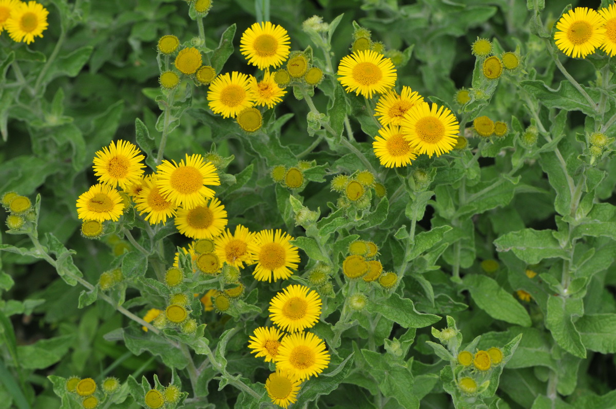 Pulicaria dysenterica (door Hans Toetenel)