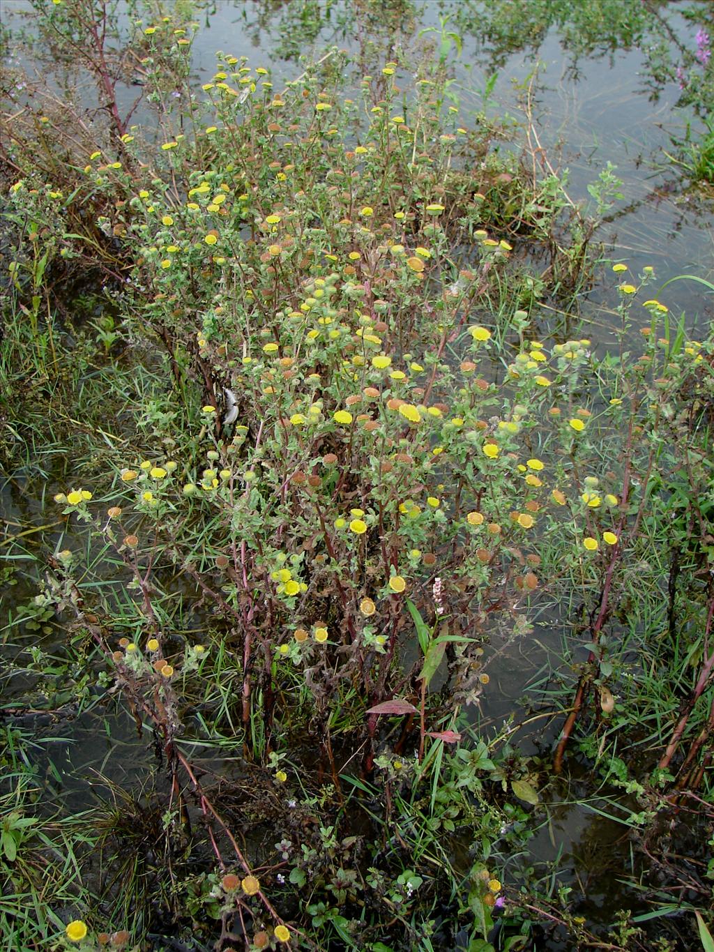 Pulicaria vulgaris (door Adrie van Heerden)