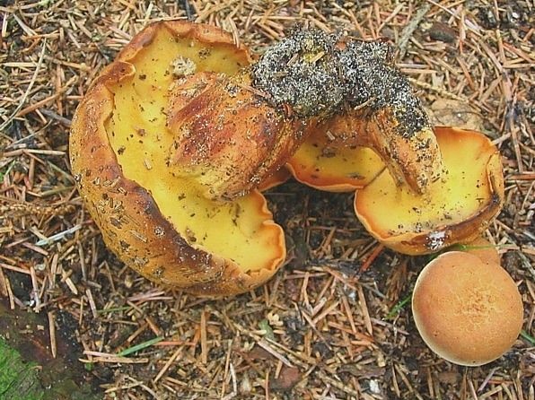 Buchwaldoboletus lignicola (door Martijn Oud)