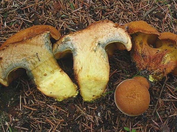 Buchwaldoboletus lignicola (door Martijn Oud)