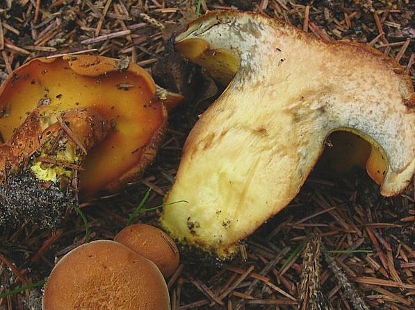 Buchwaldoboletus lignicola (door Martijn Oud)