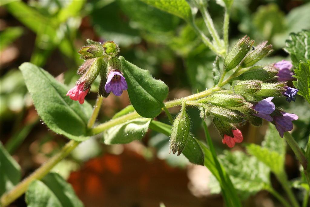 Pulmonaria obscura (door Gertjan van Mill)