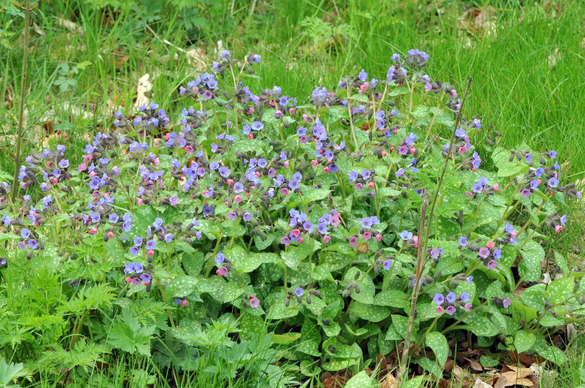 Pulmonaria officinalis (door Hans Toetenel)