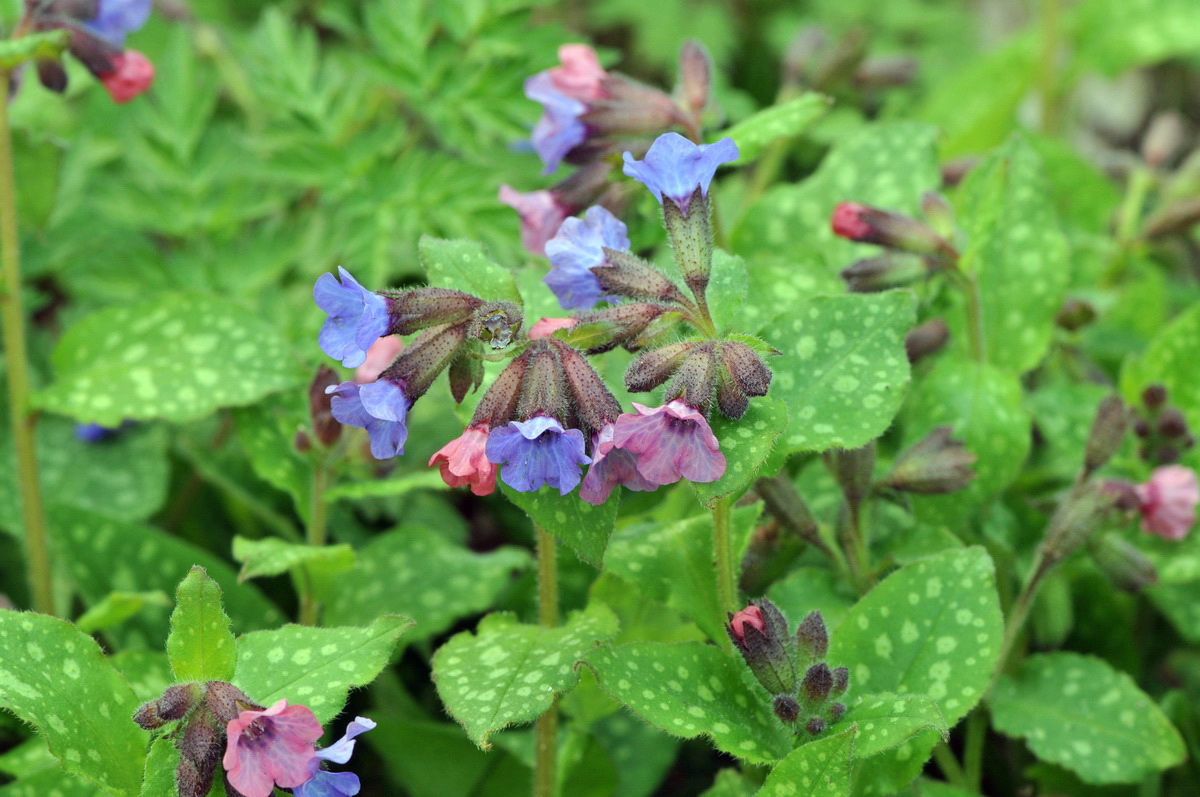 Pulmonaria officinalis (door Hans Toetenel)