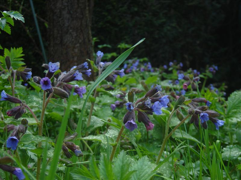 Pulmonaria officinalis (door Ruud Beringen)