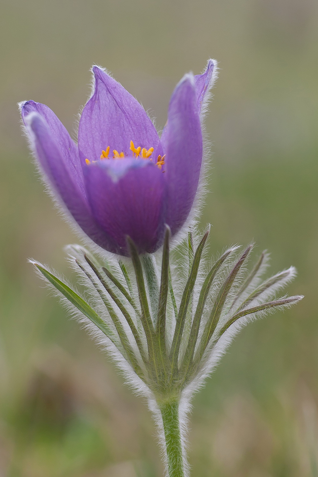 Pulsatilla vulgaris (door Bert Blok)