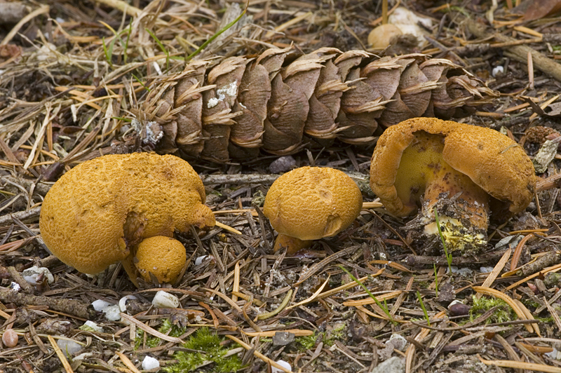 Buchwaldoboletus lignicola (door Nico Dam)