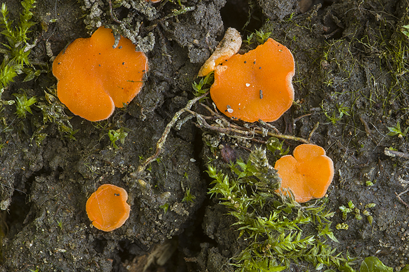 Pulvinula convexella (door Nico Dam)