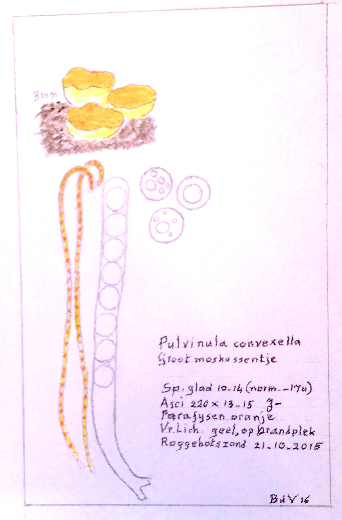 Pulvinula convexella (door Bernhard de Vries)