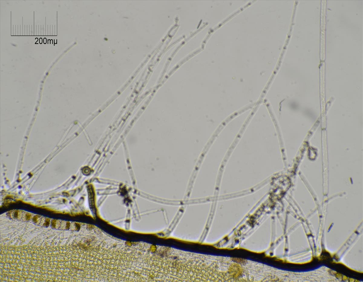 Punctaria latifolia (door Mart Karremans)