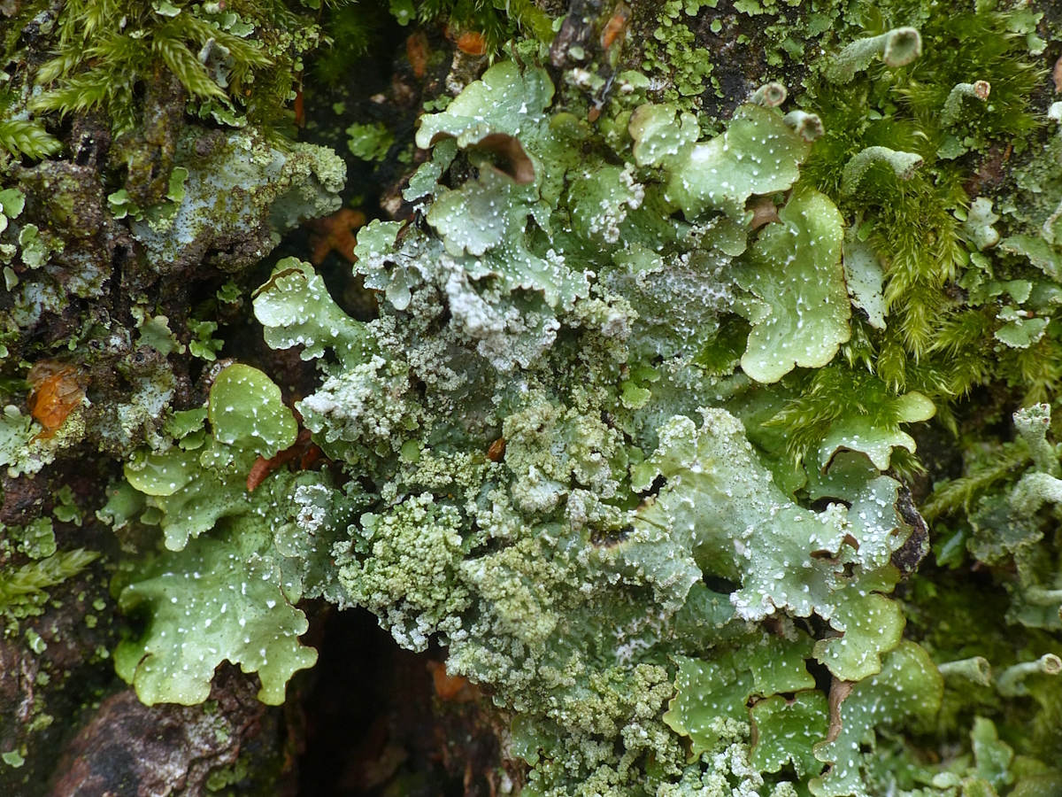 Punctelia reddenda (door Henk-Jan van der Kolk)