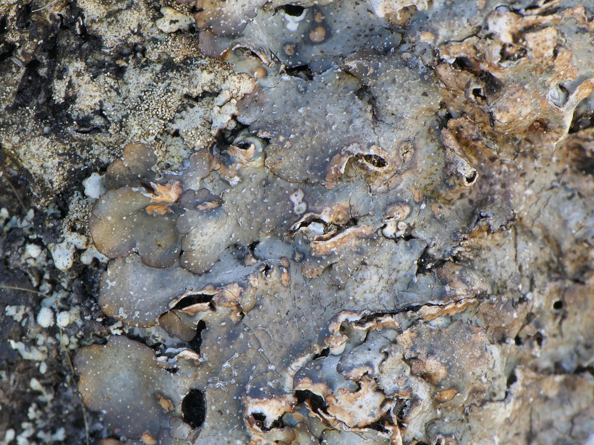 Punctelia stictica (door Henk-Jan van der Kolk)