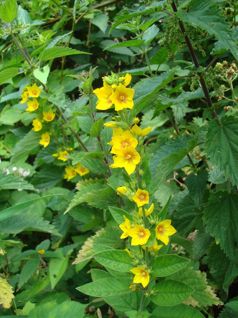 Lysimachia punctata (door Michael Inden)