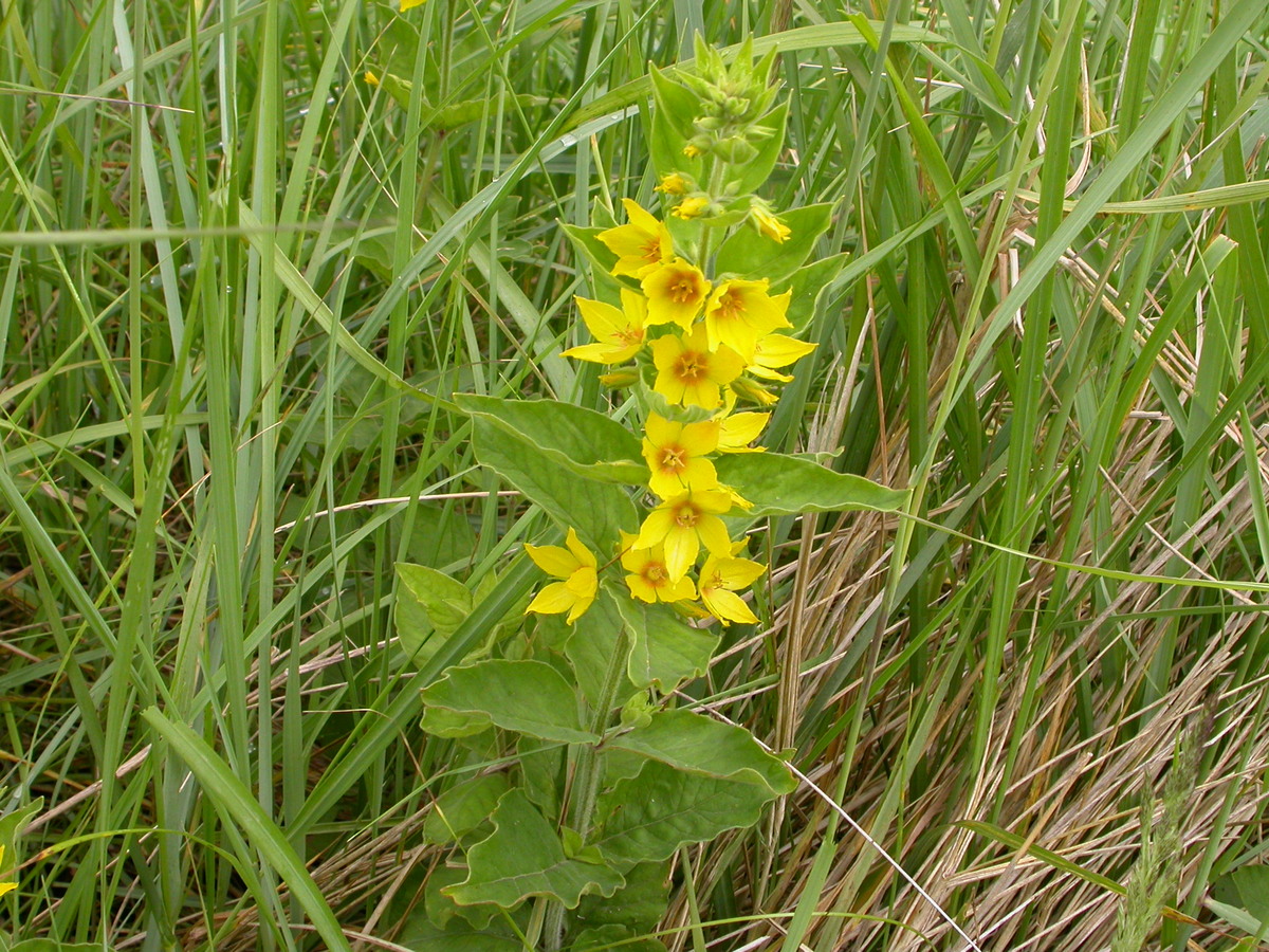 Lysimachia punctata (door Peter Meininger)