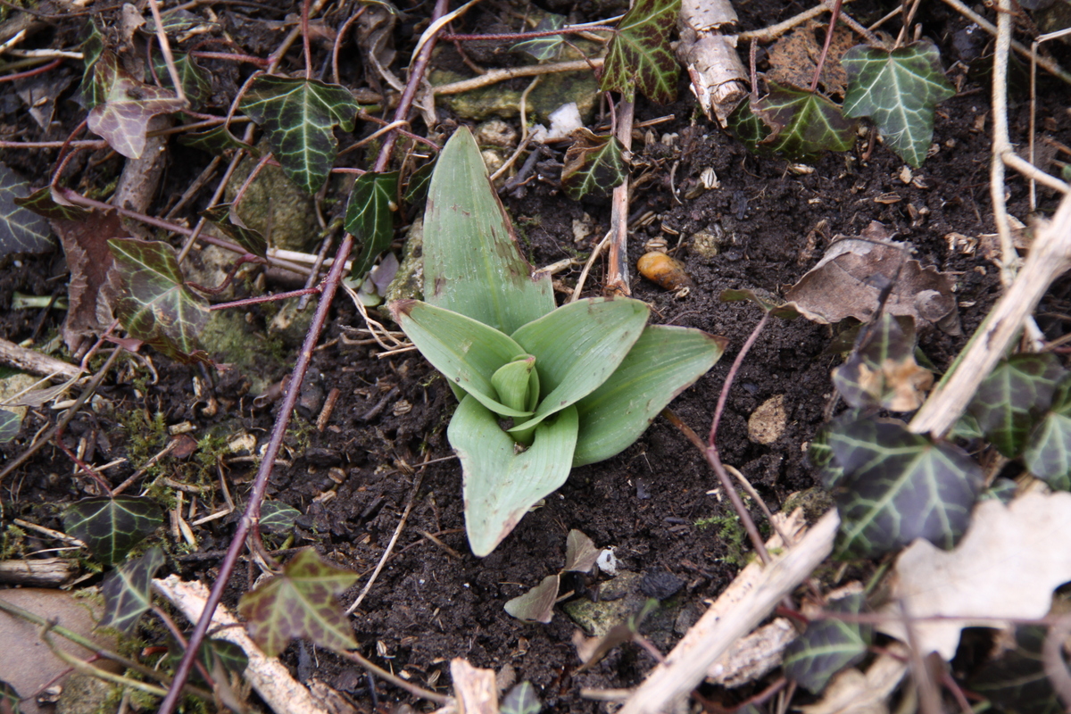 Orchis purpurea (door Peter Meininger)