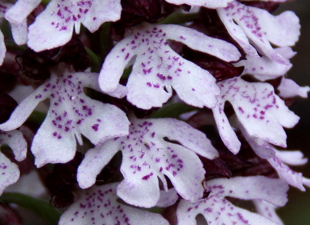 Orchis purpurea (door Peter Meininger)