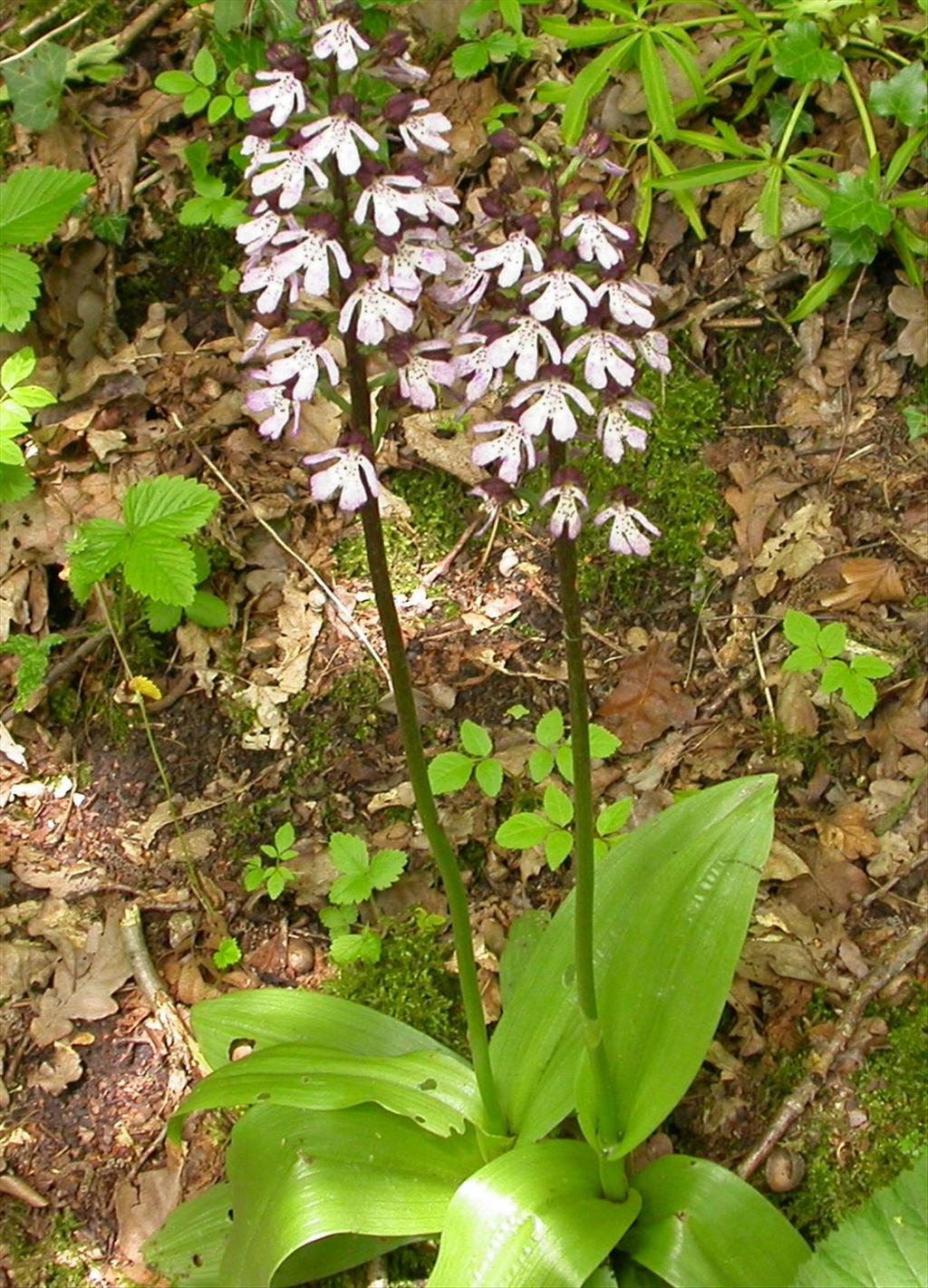 Orchis purpurea (door Peter Meininger)