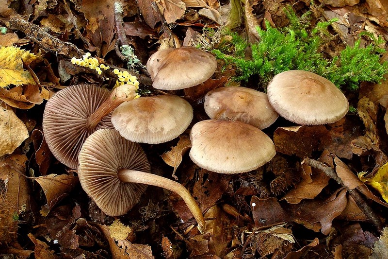 Mycena pelianthina (door Henk Huijser)