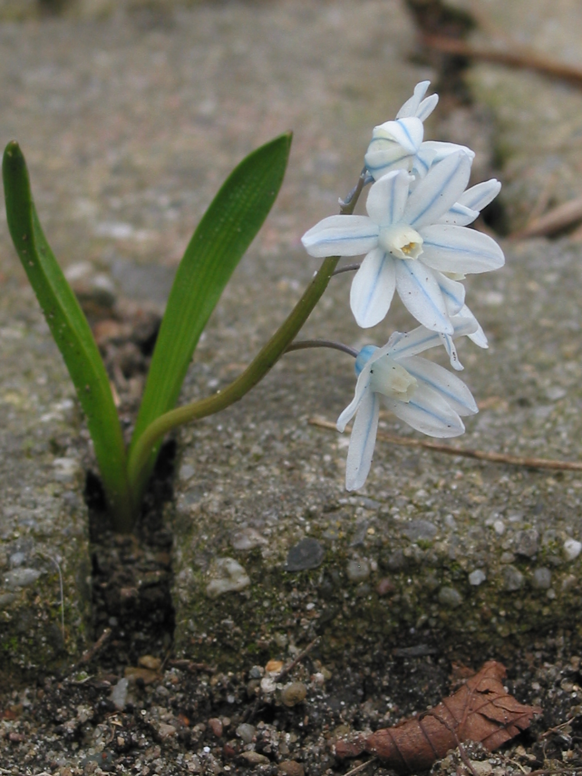 Puschkinia scilloides (door Gertjan van Mill)