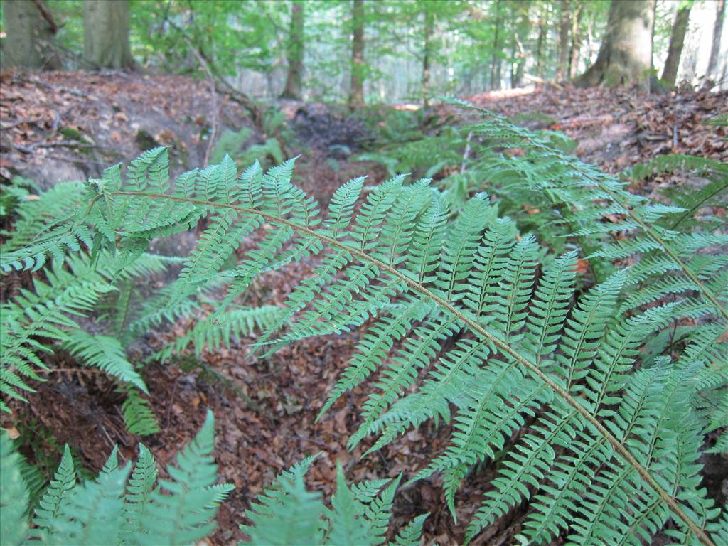 Polystichum x bicknellii (door Piet Bremer )