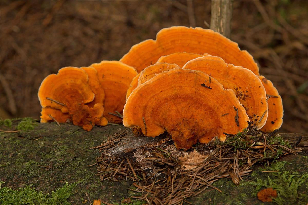 Pycnoporellus fulgens (door Menno Boomsluiter)