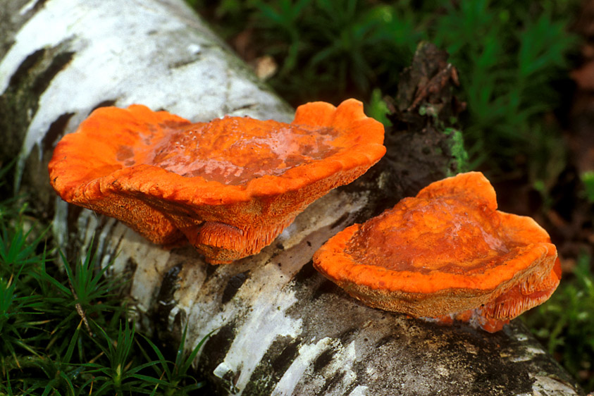 Pycnoporus cinnabarinus (door Henk Huijser)